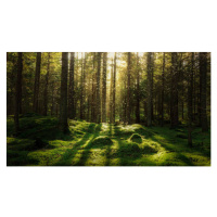 Fotografie Magical fairytale forest., Björn Forenius, (40 x 22.5 cm)