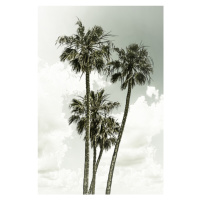 Fotografie Vintage palm trees summertime, Melanie Viola, 26.7 × 40 cm