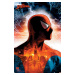 Plakát, Obraz - Spider-Man - Protector Of The City, (61 x 91.5 cm)