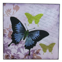 Obraz 38x38 - Motýl, 355117