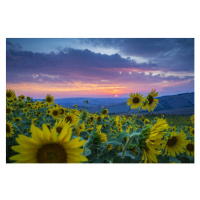 Fotografie Beautiful landscape with sunflowers, Guido Cozzi/Atlantide Phototravel, 40 × 26.7 cm