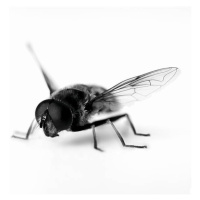 Umělecká fotografie Close up of black and white hoverfly, Adam Gault, (40 x 40 cm)