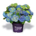 Hortenzie velkolistá 'Forever & Ever' BLUE květináč 5 litrů, výška 30/40cm, keř