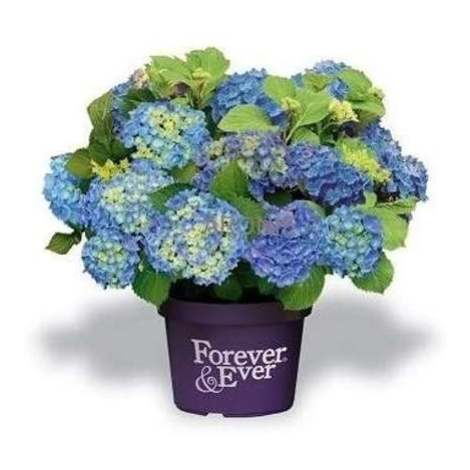 Hortenzie velkolistá 'Forever & Ever' BLUEkvětináč 5 litrů, výška 30/40cm, keř