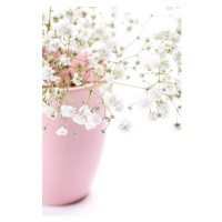 Fotografie Gypsophila flowers in pink vase on, 5second, (26.7 x 40 cm)