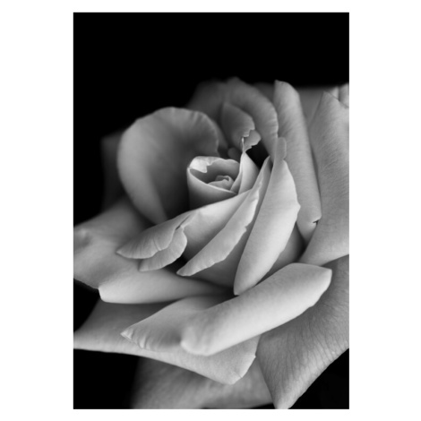 Fotografie Roses, Makihiko Hayama, 26.7 × 40 cm