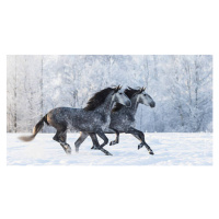 Fotografie Two running grey Purebred Spanish horses, Abramova_Kseniya, 40x22.5 cm
