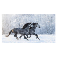 Fotografie Two running grey Purebred Spanish horses, Abramova_Kseniya, 40 × 22.2 cm