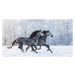 Umělecká fotografie Two running grey Purebred Spanish horses, Abramova_Kseniya, (40 x 22.5 cm)