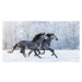 Fotografie Two running grey Purebred Spanish horses, Abramova_Kseniya, 40 × 22.2 cm