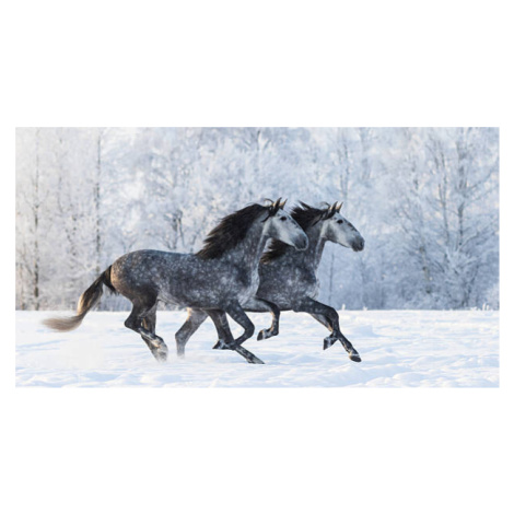 Umělecká fotografie Two running grey Purebred Spanish horses, Abramova_Kseniya, (40 x 22.5 cm)