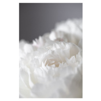 Fotografie Peony 15, Studio Collection, 26.7 × 40 cm