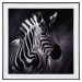Obraz 50x50 cm Zebra – PT LIVING