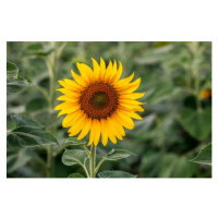 Fotografie Sunflower natural background. Sunflower blooming. Close-up, Rapeepong Puttakumwong, 4