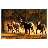 Plakát, Obraz - Horses Andaluces, (91.5 x 61 cm)
