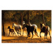 Plakát, Obraz - Horses Andaluces, 91.5x61 cm