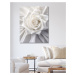 Obrazy na stěnu - Květ bílé růže Rozměr: 40x50 cm, Rámování: vypnuté plátno na rám