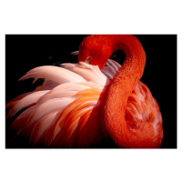 Fotografie flamingo, Makoto Nishikura, 40 × 26.7 cm