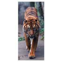 FTN V 2800 Vliesová fototapeta dveřní Tiger, velikost 90 x 202 cm