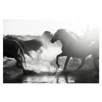 Fotografie Wild White Horses of Camargue running in water, Francesco Riccardo Iacomino, 40 × 26.