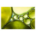 Fotografie Oil & Water - Abstract Background Green Macro, ThomasVogel, 40 × 26.7 cm