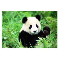 Fotografie Giant Panda (Ailuropoda melanoleuca), John Giustina, (40 x 26.7 cm)