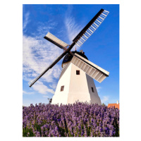 Fotografie Windmill in Aarsdale, Bornholm island, Denmark, PATSTOCK, 30 × 40 cm