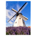 Fotografie Windmill in Aarsdale, Bornholm island, Denmark, PATSTOCK, 30 × 40 cm