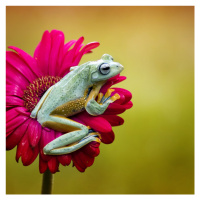 Fotografie Pretty Frog, Fauzan Maududdin, 40 × 40 cm