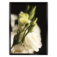 Dekoria Plakát Dark Flowers I, 70 x 100 cm, Volba rámku: Černý