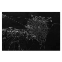 Fotografie Spiders web, Alan Tunnicliffe Photography, 40x26.7 cm