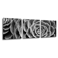 Impresi Obraz Květ černobílý detail - 90 x 30 cm (3 dílný)