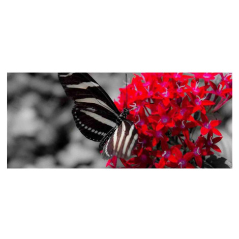 Dekor skleněný - motýl 20/50 AQUA MERCADO