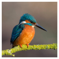 Fotografie Kingfisher close up, Photograph by Lyle McCalmont, 40 × 40 cm