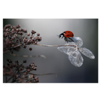 Fotografie Ladybird on hydrangea., Ellen van Deelen, (40 x 26.7 cm)
