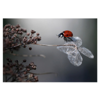 Fotografie Ladybird on hydrangea., Ellen van Deelen, 40 × 26.7 cm