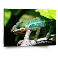 Sablio Obraz Chameleon - 150x110 cm