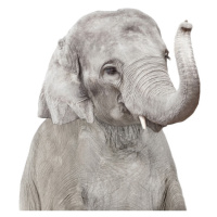 Fotografie Elephant 2, Sisi & Seb, 30x40 cm