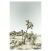 Fotografie Vintage Joshua Trees, Melanie Viola, 26.7 × 40 cm