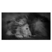 Fotografie Beautiful Portrait of Two Male Lions, Vicki Jauron, Babylon and Beyond Photography, 4
