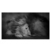 Fotografie Beautiful Portrait of Two Male Lions, Vicki Jauron, Babylon and Beyond Photography, 4