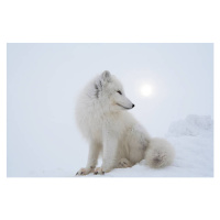 Fotografie Polar fox in overcast day., DmitryND, 40 × 26.7 cm