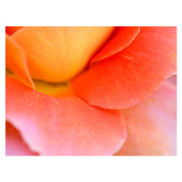 Umělecká fotografie Colorful Rose Petal, Katie Plies, (40 x 30 cm)