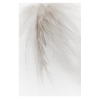 Fotografie White Feather, Magda Izzard, 26.7 × 40 cm