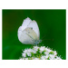 Umělecká fotografie Close-up of butterfly pollinating on flower, Thanasis Tzanakakis / 500px, (4