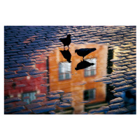 Fotografie Pigeons, Allan	Wallberg, 40 × 26.7 cm