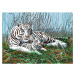 Creatoys Malování velké Royal Bílý tygr