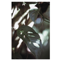 Fotografie Monstrea Leaves Nature_1, Studio Collection, (26.7 x 40 cm)