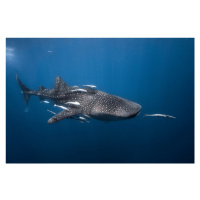 Fotografie Whale shark, Barathieu Gabriel, 40 × 26.7 cm