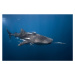 Fotografie Whale shark, Barathieu Gabriel, 40 × 26.7 cm